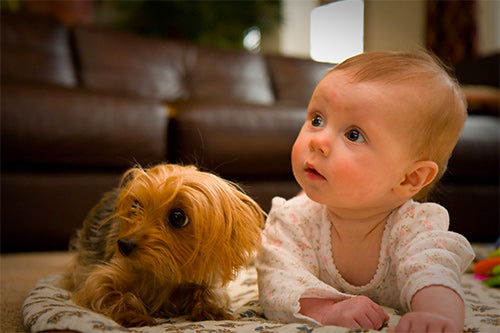 How to Prepare Your Dog and Cat for the Arrival of a New Baby